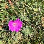 Geranium sanguineumКветка