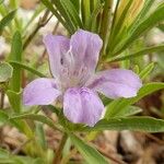 Dyschoriste linearis Flor