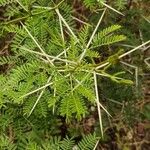 Acacia karroo 葉