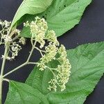 Callicarpa acuminata Ďalší