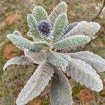 Eriodictyon crassifolium Hoja