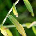Xeranthemum cylindraceum Hoja