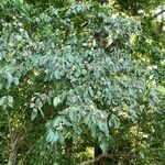 Cornus racemosa Leaf