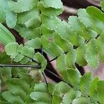Adiantopsis radiata Лист