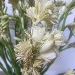 Polianthes tuberosa Fiore