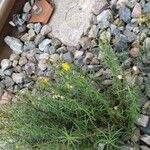 Inula ensifolia Flower