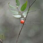 Myrciaria floribunda Fruto