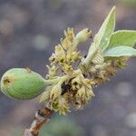 Vangueriopsis lanciflora Meyve