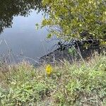 Solidago fistulosa Blomst