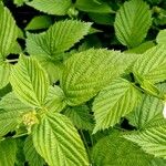 Rhodotypos scandens Leaf