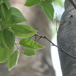 Celtis africana Лист