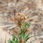 Erigeron bonariensisÉcorce