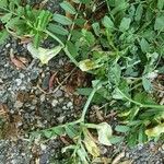 Vicia hybrida Cvet