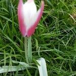 Tulipa clusianaFlower