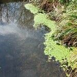 Hydrocotyle ranunculoides Levél