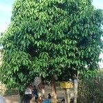 Syzygium malaccense ശീലം