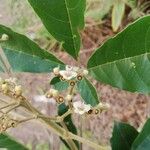 Vitex madiensis Flor