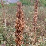 Orobanche elatior Leaf