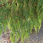 Cupressus nootkatensis Folha