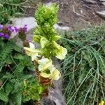 Pedicularis ascendens Flower