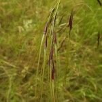 Nassella neesiana 其他