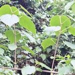 Clerodendrum welwitschii Leaf