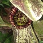 Nepenthes rafflesiana Other