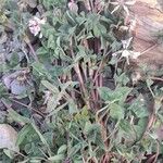 Trifolium amabile Habit