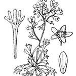Saxifraga × obscura