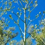 Eryngium pandanifolium Květ