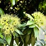 Xanthostemon chrysanthus Кветка