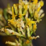 Gutierrezia microcephala Flower