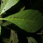 Cestrum schlechtendalii 葉