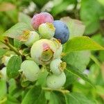 Vaccinium corymbosum Плід