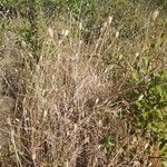 Xeranthemum cylindraceum 整株植物