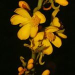 Cespedesia spathulata 花