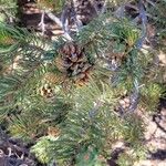 Pinus edulis Flor