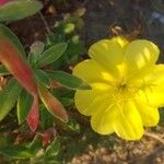 Oenothera drummondii Květ