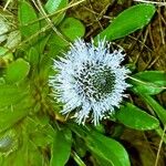 Globularia vulgaris 花