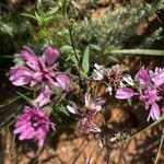 Palafoxia sphacelata