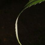 Bromelia karatas Écorce