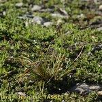 Carex myosuroides Habitat