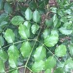 Polyscias elegans 葉