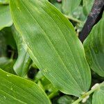 Polygonatum × hybridum ഇല