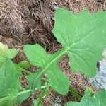 Lactuca muralis Likasa
