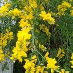 Genista floridaЦвят