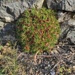 Saxifraga losae Leaf
