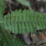 Triplophyllum securidiforme पत्ता