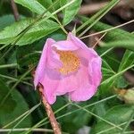 Rosa virginiana Blüte