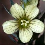 Linum strictum Flower